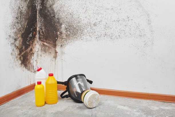 Best DIY Mold Remediation Support Services in Tifton, GA