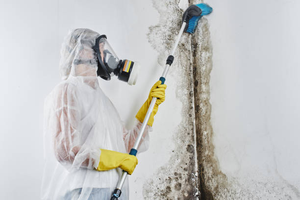 Best Crawl Space Mold Remediation in Tifton, GA