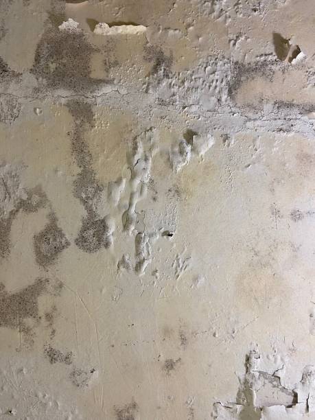 Best Insurance-Related Mold Remediation in Tifton, GA