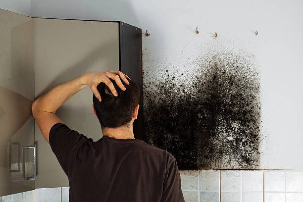 Best Kitchen Mold Remediation in Tifton, GA