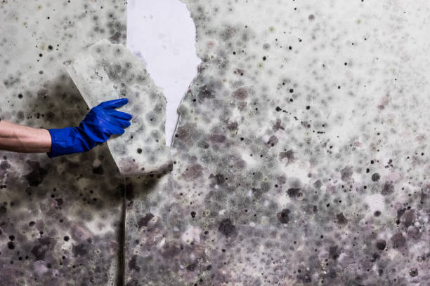 Best Attic Mold Remediation in Tifton, GA